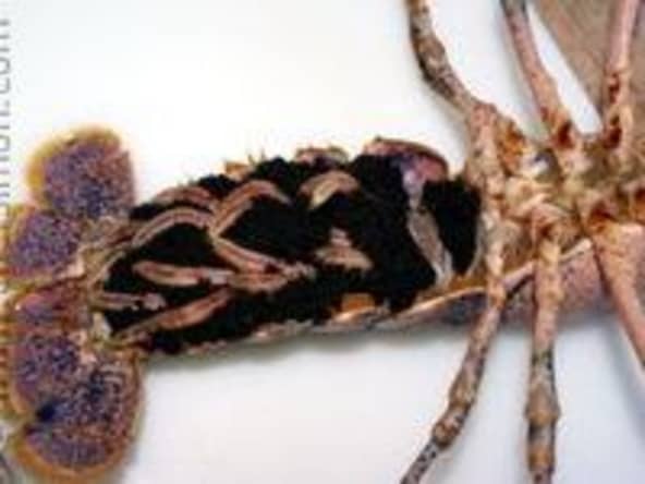 Oeufs de homard - Recette d'oeufs de homard