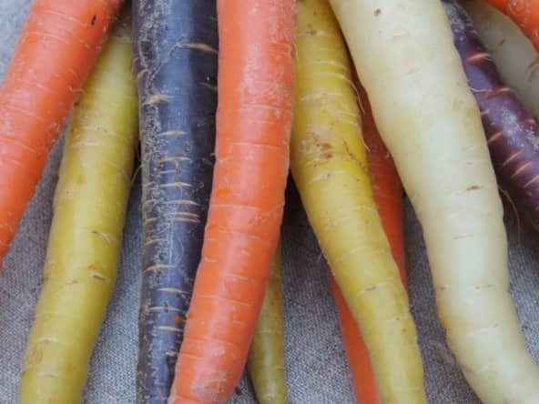 Salade de carottes multicolores