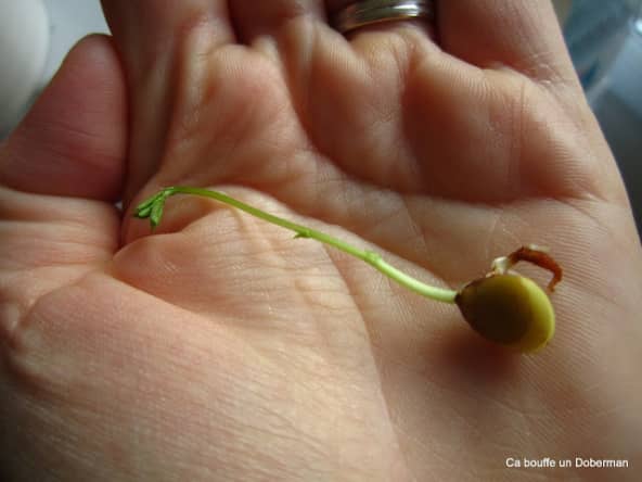 Et si on mangeait les germes de lentilles?
