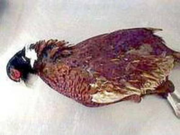 Salmis de faisan - Recette salmis de faisan 