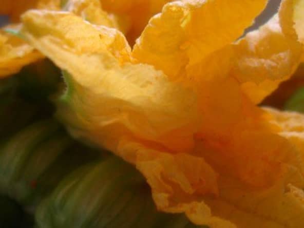 Fleurs de courgettes farcies