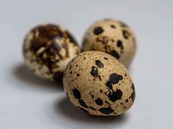 oeuf de caille