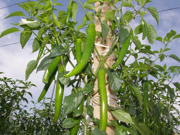 Plantation de piments coréens