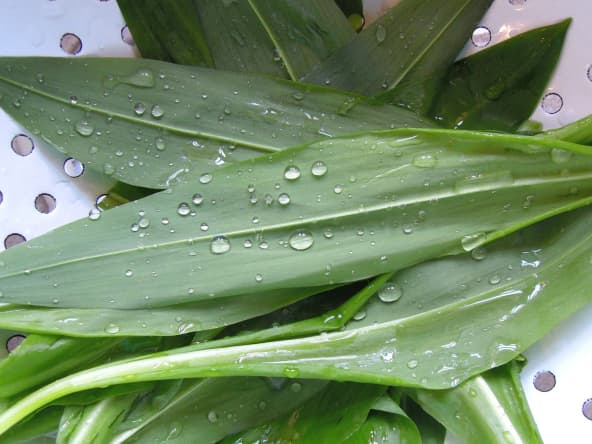 Ail des ours fraîchement coupé.