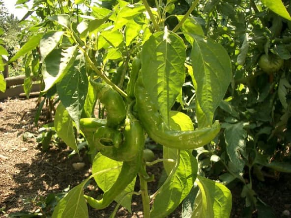 Plantation de piments doux
