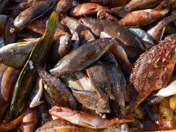 Différents poissons d'eau de mer sur un étal de marché