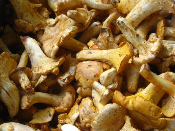 Girolles