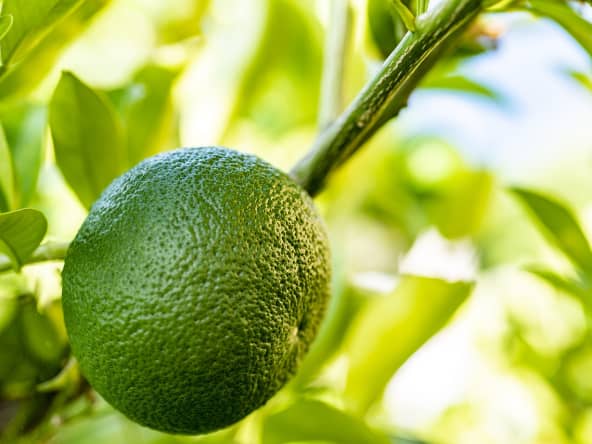 Orange amère dans un bigaradier