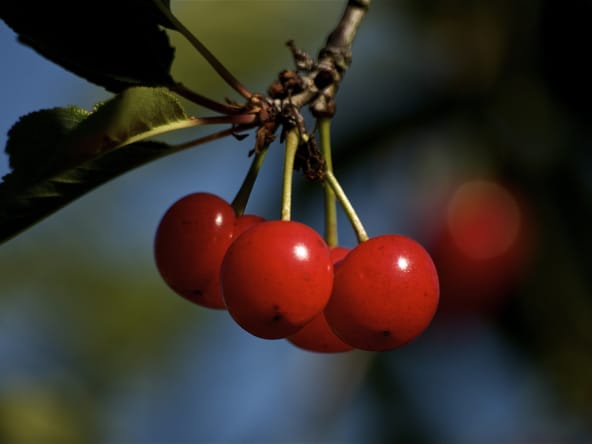 Cerises griottes sur l'arbre