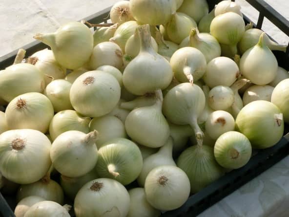 Caisse remplie d'oignons blancs