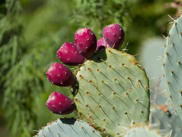 Nopal