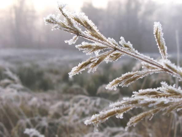 Gelée hivernale