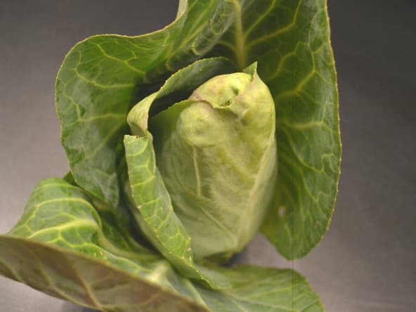 Chou pointu aux larges feuilles vertes