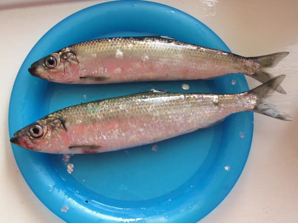 Harengs frais sur assiette bleue