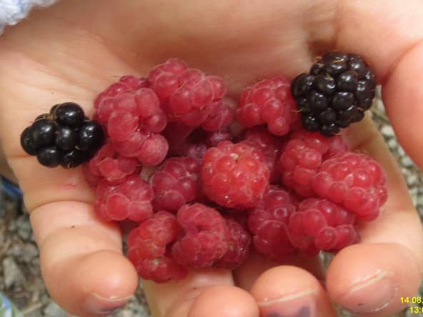 Fruits des bois à peine cueillis