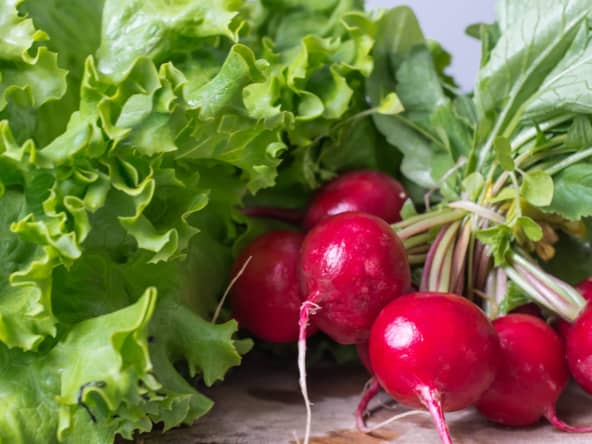Salade et radis roses