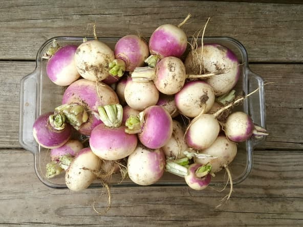 Navets nouveaux dans un plat