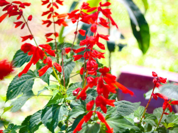 Sauge ananas dans un jardin