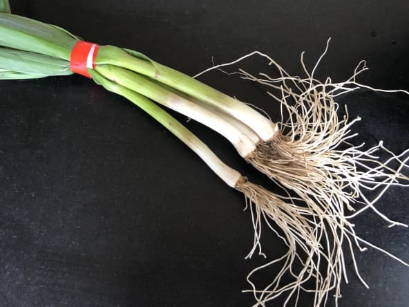 Botte d'aillet sur fond noir