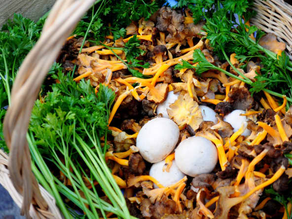 Panier de champignons de cueillette