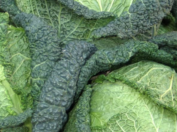 Choux verts de Milan