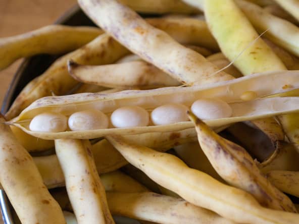 Coco de Paimpol en cosses