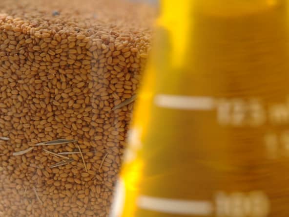 Huile et graines de cameline