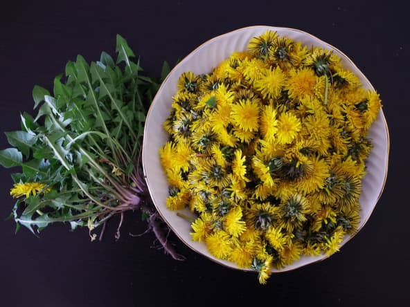 Fleurs et feuilles de pissenlits