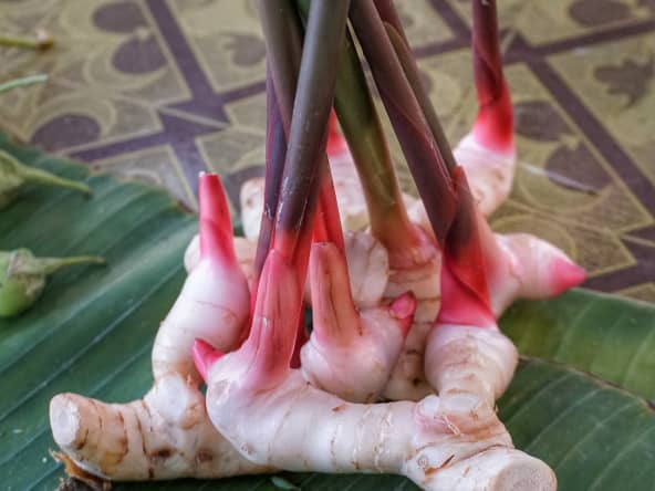 Plante de galanga