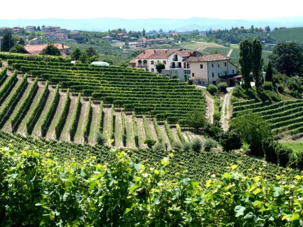 Vignobles dans le Piémont