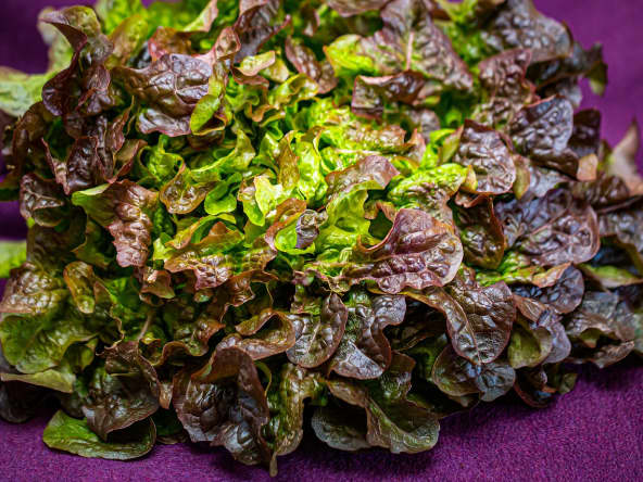 Salade entière feuille de chêne