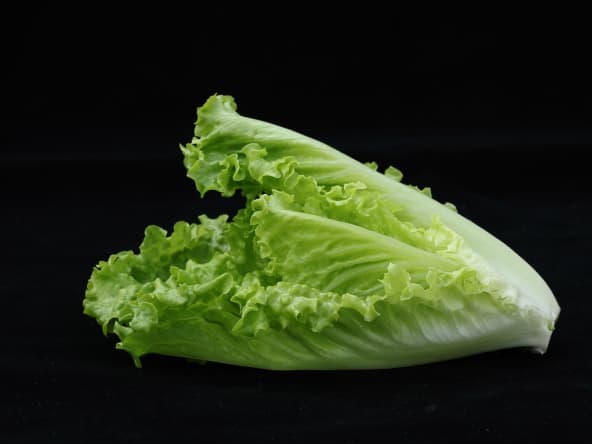 Laitue romaine appelée aussi salade romaine