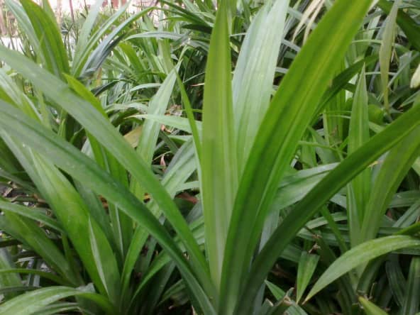 Feuilles de pandan