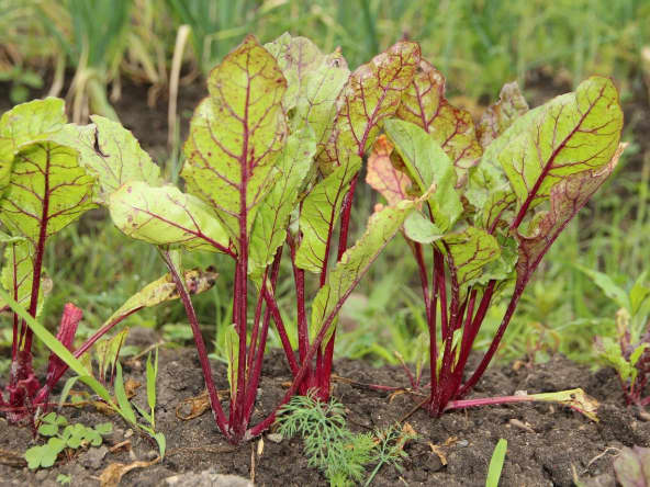 Fanes de betterave dans un jardin