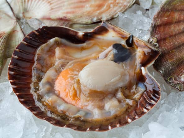 Coquille Saint-Jacques ouverte posée sur un lit de glace