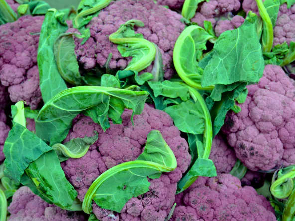 Choux-fleurs de couleur violette dans un champ