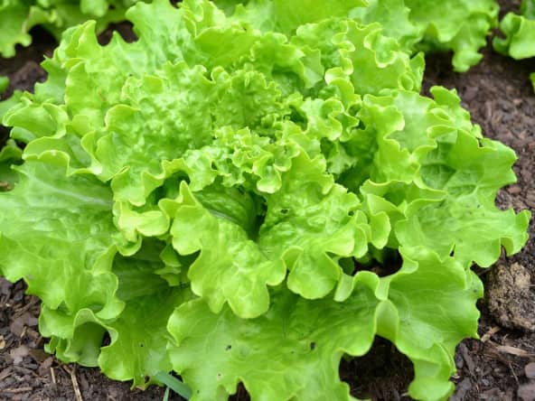 Batavia en terre dans un jardin