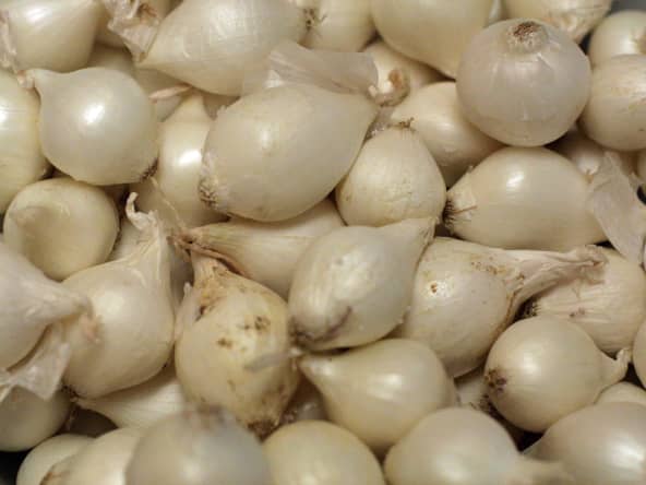 Oignons grelots