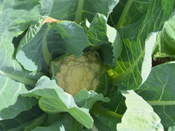 Fanes de choux-fleurs