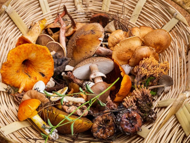 Champignons de cueillette