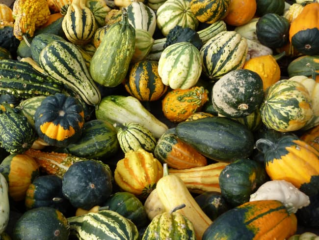 Nombreuses courges en vrac
