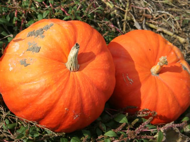 2 grosses citrouilles
