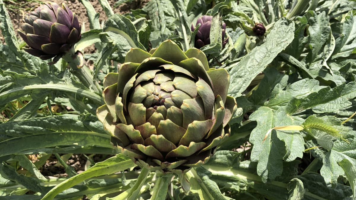 Artichauts en culture