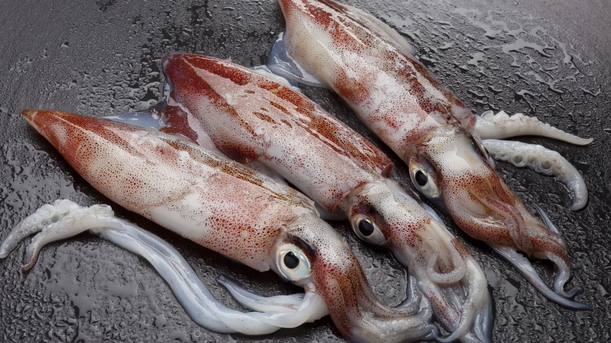 3 calamars frais entiers