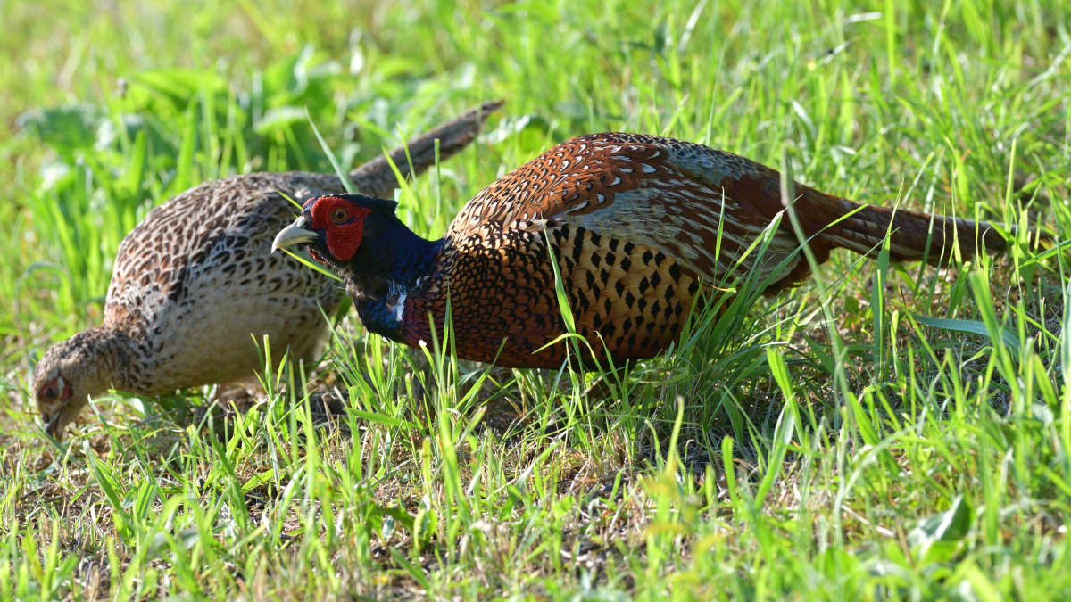 Faisan et poule faisane en extérieur