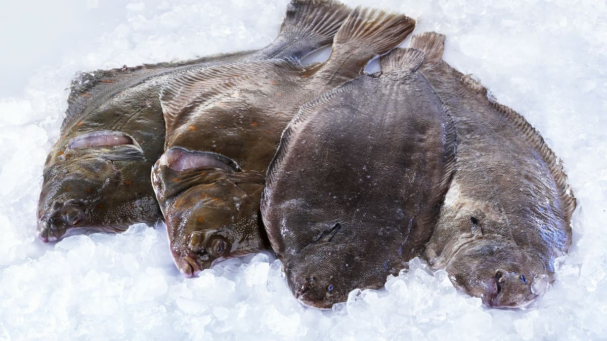4 belles soles fraîches sur un lit de glace
