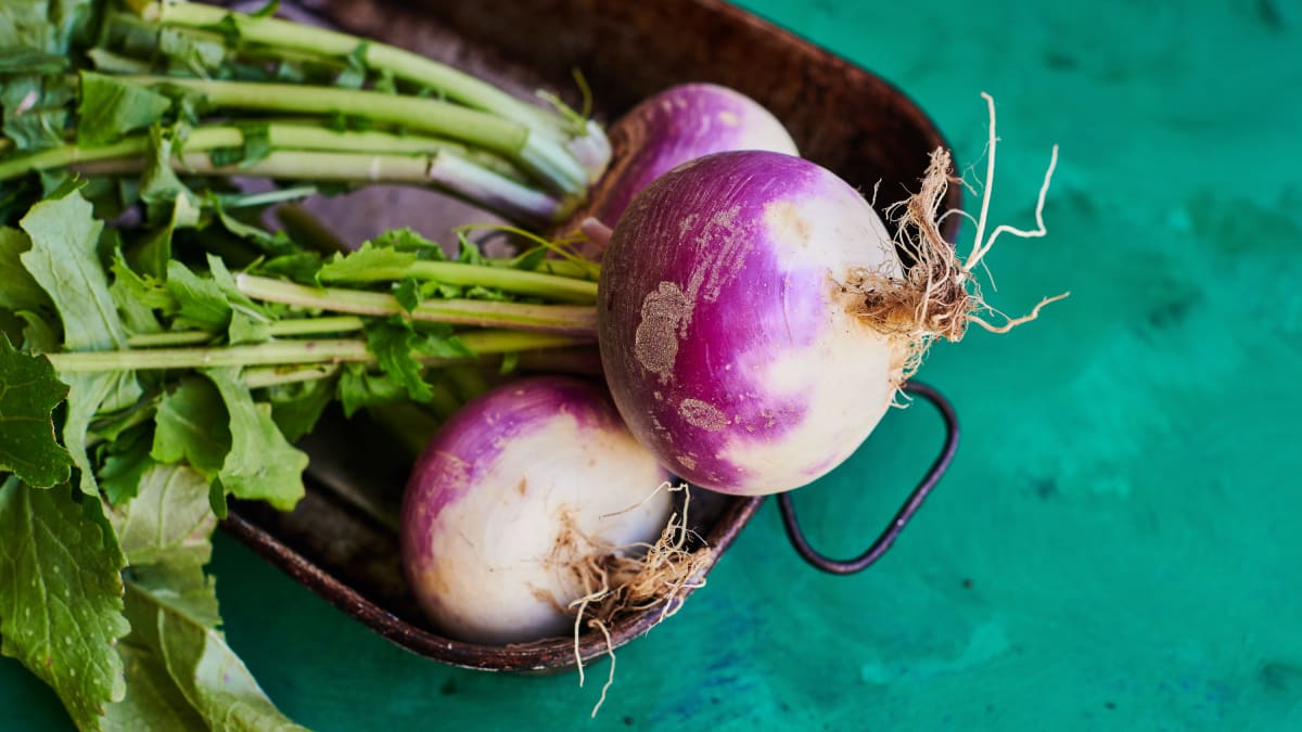 Navets fraîchement ramassés