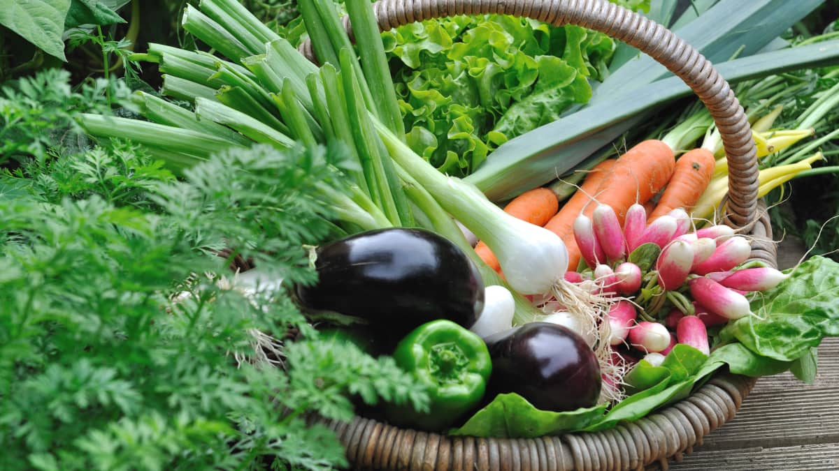 Panier de légumes frais dans un potager