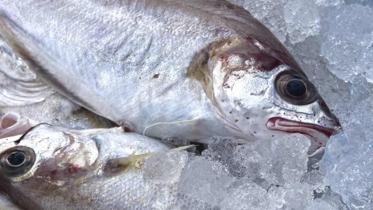Techniques appliquées aux poissons et fruits de mer