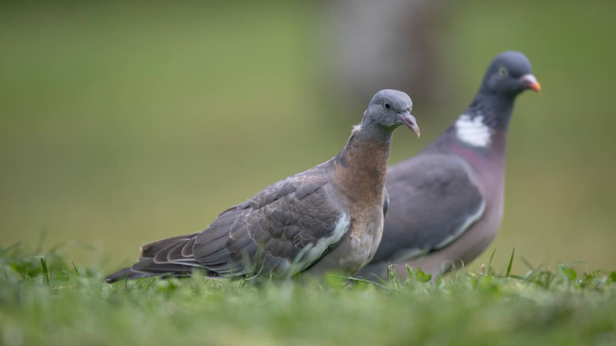 Pigeon ramier, palombe, Columba palumus